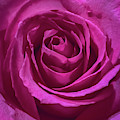 Pink Rose Photograph by Anamar Pictures Pink Rose Photograph by Anamar Pictures