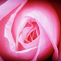 Pink Rose Photograph by David Morehead Pink Rose Photograph by David Morehead
