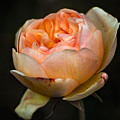 Pink Rose Portrait by Carrie Hannigan