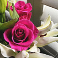 Pink Roses Photograph by Brian Watt Pink Roses Photograph by Brian Watt