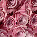 Pink Roses Photograph by Karen Zuk Rosenblatt Pink Roses Photograph by Karen Zuk Rosenblatt