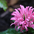 Pink Tropical Treasure Photograph by Mary Anne Delgado Pink Tropical Treasure Photograph by Mary Anne Delgado