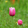 Pink Tulip Photograph by Andrew Lalchan Pink Tulip Photograph by Andrew Lalchan