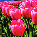 Pink Tulip Fields by Mary Gaines