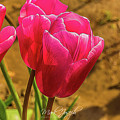 Pink Tulips Photograph by Mark Joseph