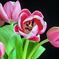 Pink Tulips Pink Impression X105 Photograph by Rich Franco Pink Tulips Pink Impression X105 Photograph by Rich Franco