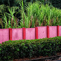 Pink Wall Photograph by Tom Singleton Pink Wall Photograph by Tom Singleton