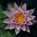 Pink Water Lily by Vi Ray
