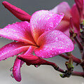 Pink With Rain Drops by Deborah Benoit