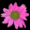 Pink on Black Photograph by Cathy Kovarik Pink on Black Photograph by Cathy Kovarik