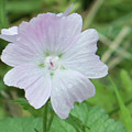 Pinky Primrose Photograph by Marc Champagne Pinky Primrose Photograph by Marc Champagne