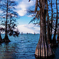 Pinopolis Point Photograph by Louis Dallara Pinopolis Point Photograph by Louis Dallara
