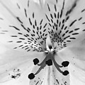 Perfect Pistil Stripped by Jeffrey Bailey