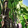 Plantains Photograph by Portia Olaughlin Plantains Photograph by Portia Olaughlin
