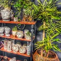 Planters and Plants by Allie Lily