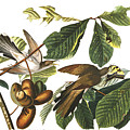 Plate 2 Yellow-Billed Cuckoo by John James Audubon