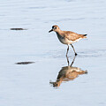 Plover At Laguna Madre SPI by Debra Martz