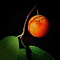 Plum Drama Photograph by Sarah Lilja Plum Drama Photograph by Sarah Lilja
