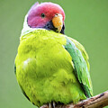 Plum-Headed Parakeet #0525 by Dan Beauvais