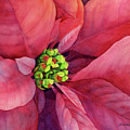 Plum Poinsettia Painting by Hailey E Herrera Plum Poinsettia Painting by Hailey E Herrera