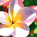 Plumeria Painting by Espero Art Plumeria Painting by Espero Art