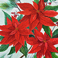 Poinsettias by Ben Kiger Poinsettias by Ben Kiger