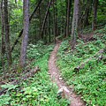 Point Trail At Obed 13 Photograph by Phil Perkins Point Trail At Obed 13 Photograph by Phil Perkins