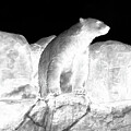 Polar Bear in Contrast by Mary Mikawoz