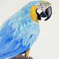 Polly by Laurel Best