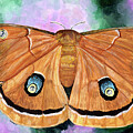 Polyphemus Moth by Shana Rowe Jackson