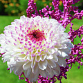 Pom Pom Dahlia Photograph by Terence Davis Pom Pom Dahlia Photograph by Terence Davis