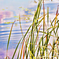 Pond inspiring serenity by Tatiana Travelways