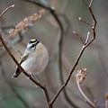Poofy Kinglet Photograph by Linda Bonaccorsi Poofy Kinglet Photograph by Linda Bonaccorsi