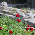 Poppies and Ruins Photograph by M Kathleen Warren Poppies and Ruins Photograph by M Kathleen Warren