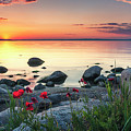 Poppies By the Sea Photograph by Evgeni Dinev Poppies By the Sea Photograph by Evgeni Dinev