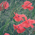 Poppies in a field Photograph by Andrew Lalchan Poppies in a field Photograph by Andrew Lalchan