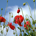Poppy Art Photograph by Baggieoldboy Poppy Art Photograph by Baggieoldboy
