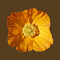 Poppy by Charles Stuart Poppy by Charles Stuart