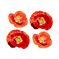 Poppy Design 2021-1 Photograph by Thomas Young Poppy Design 2021-1 Photograph by Thomas Young