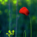 Poppy Photograph by Evgeni Dinev Poppy Photograph by Evgeni Dinev