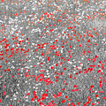 Poppy Field Photograph by Stuart Allen Poppy Field Photograph by Stuart Allen