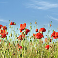 Poppy Panorama Photograph by Janet Burdon
