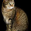 Portrait of a Black and Tan Tabby Cat by Douglas Allen