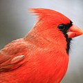 Portrait of a Cardinal Photograph by Mary Walchuck Portrait of a Cardinal Photograph by Mary Walchuck