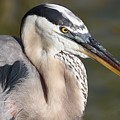 Portrait of a Great Blue Heron Photograph by Mingming Jiang Portrait of a Great Blue Heron Photograph by Mingming Jiang