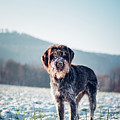 Rough-coated Bohemian Pointer Photograph by Vaclav Sonnek Rough-coated Bohemian Pointer Photograph by Vaclav Sonnek