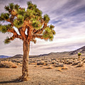 Portrait of a Joshua Tree by Spencer McDonald