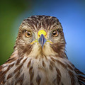 Portrait of a Raptor Photograph by Mark Andrew Thomas Portrait of a Raptor Photograph by Mark Andrew Thomas