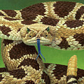 Portrait of a Rattlesnake Painting by James W Johnson Portrait of a Rattlesnake Painting by James W Johnson