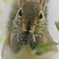 Portrait of a Squirrel Photograph by Mingming Jiang Portrait of a Squirrel Photograph by Mingming Jiang